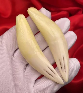 苏门答腊虎牙齿价格