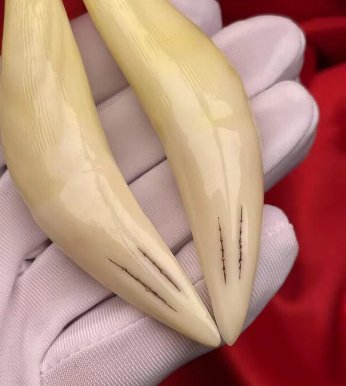 马来虎牙齿价格