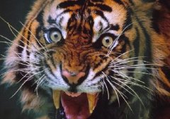 真正华南虎正宗老虎牙图片