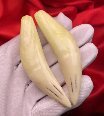 孟加拉虎牙齿价格